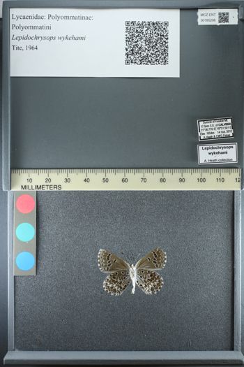 Media type: image;   Entomology 185206